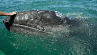 Whale watching from la Paz can be the adventure of a lifetime.