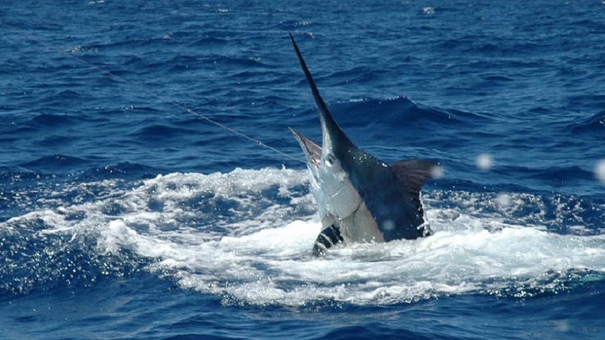 Fishing for the elusive Blue Marlin in the Sea of Cortez