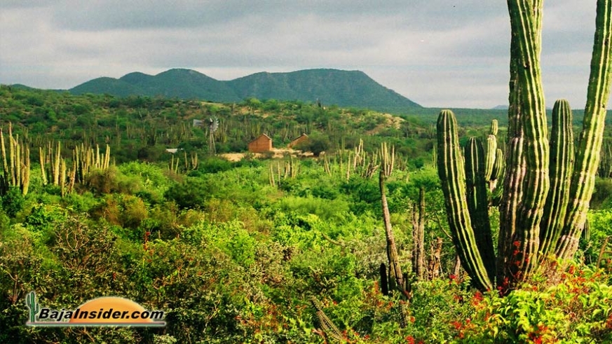 Green desert and adobe ranch house between La Paz and Todos Santos