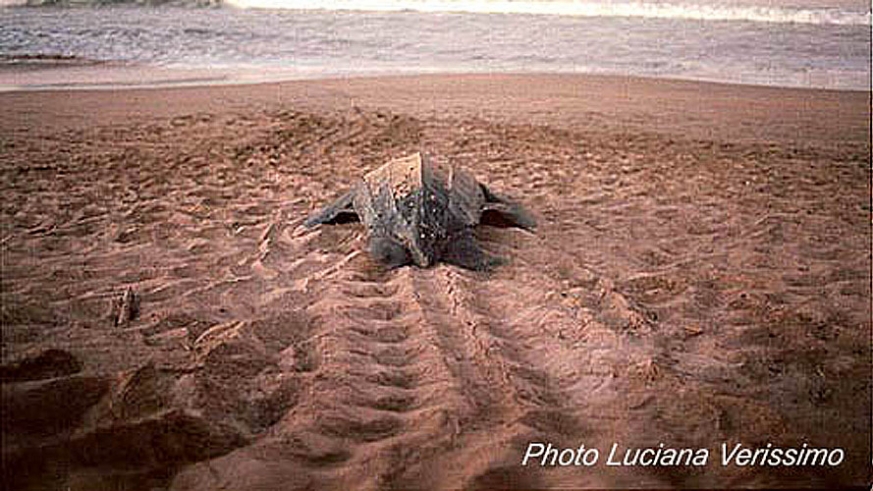 Adult leatherback turtle working back toward the ocean