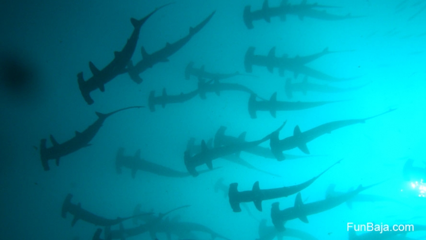 Hammer head sharks in the Sea of Cortez