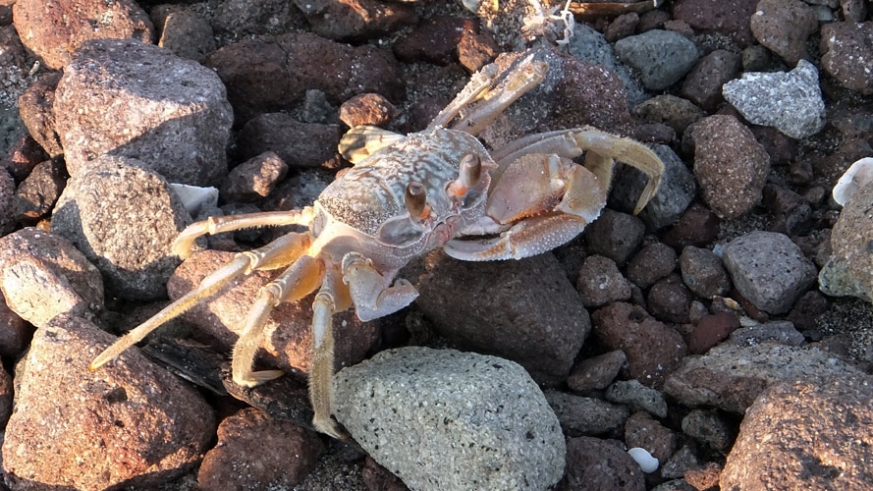 Crab scouting among the rocks on Isla San Diego