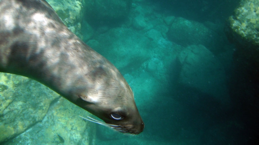 The sea lions of Los Islotes are a major charter attraction to the north end of the island chain