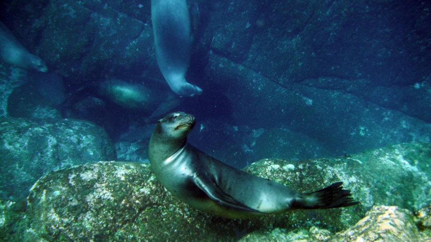 Sea lions play in the rocks just south of Isla Carmen