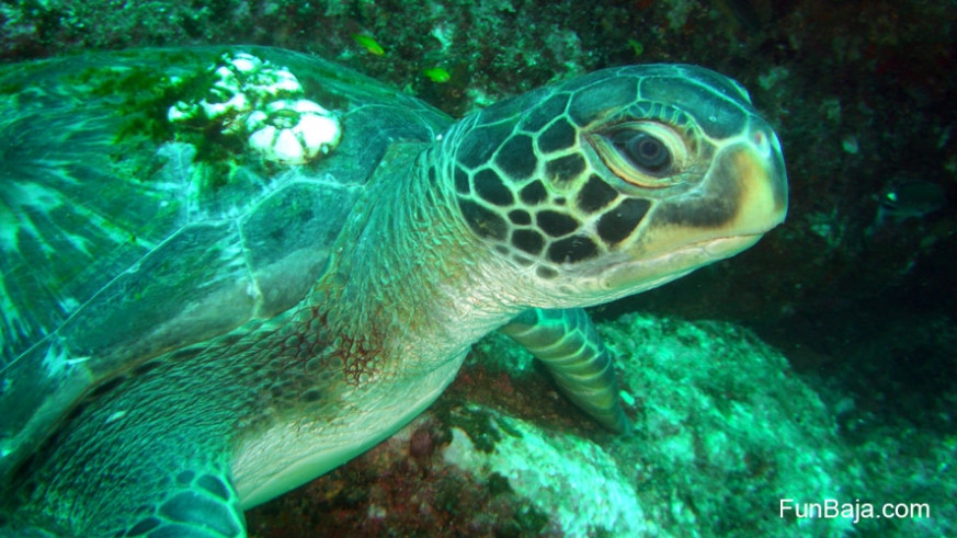 Sea turtle foraging in the Sea of Cortez