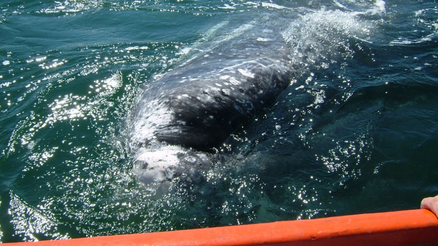 One of the friendly Gray Whales of Baja approaches tour boat (Ritchie)