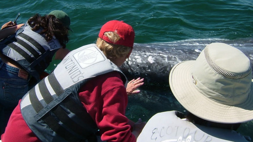 One of the friendly Gray Whales of Baja close enough to touch (Ritchie)