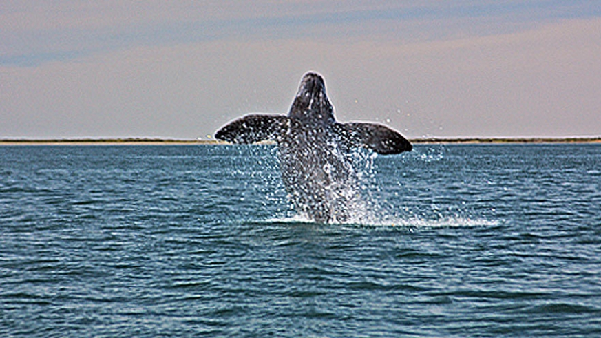 A Gray Whale breeches in Baja (Ritchie)