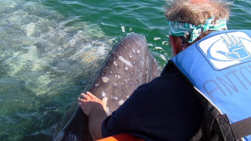 Author Geary Ritchie gets his first hand up-close with a 40' gray whale.