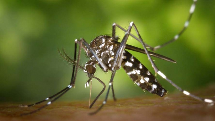 Aedes albopictus mosquitoe that carries Dengue