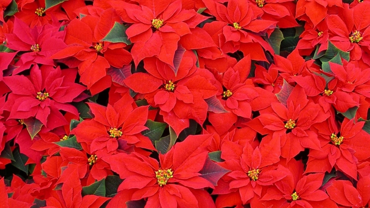 Poinsettas- Flor de Nochebuena