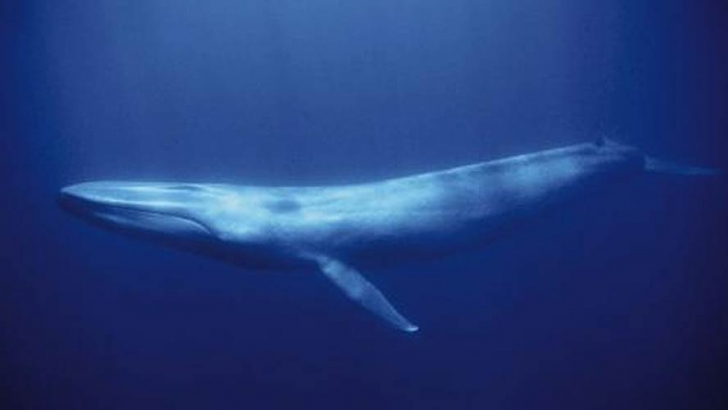 The Blue Whale: Balaenoptera musculus