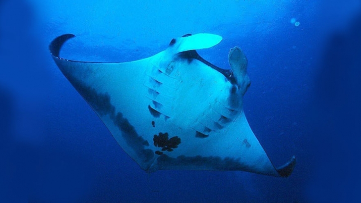 Giant Manta  - Manta birostris -  in the Sea of Cortez