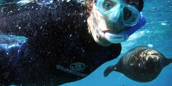 Swimming with Sea Lions at Los Islotes, north of La Paz