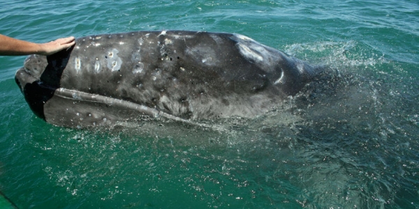 Whale watching from la Paz can be the adventure of a lifetime.