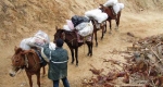 Mule rain headed to supply backpackers in the Sierra Laguna mountains