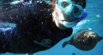 Swimming with Sea Lions at Los Islotes, north of La Paz